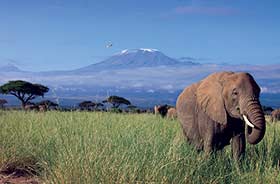 Elephant with mount kilimanjaro in the background of a group tour to see the highlights of Agrica