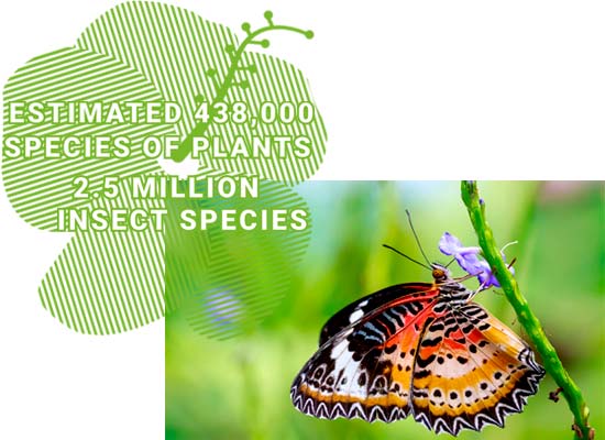 facts about the Amazon Jungle insects and plants