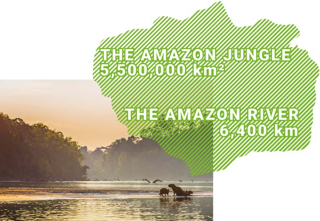 amazon jungle fact - alnd mass of 5,500,00 kilometeres squared and the amazon river is 6,400 kilometeres long