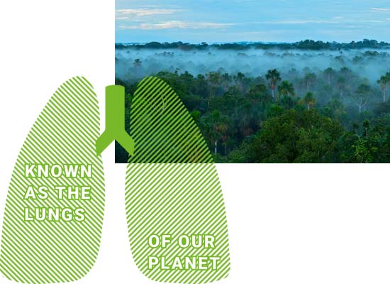 The amazon jungle is also known as the lungs of the planet and recycles carbon dioxide into oxygen