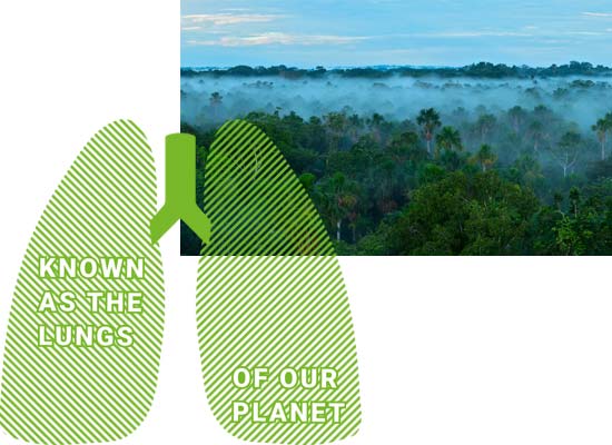The Amazon: The lungs of our planet The amazon jungle is also known as the lungs of the planet and recycles carbon dioxide into oxygen