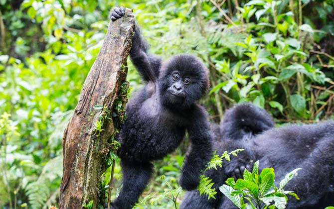 photo of a baby mountain gorilla from an adventure travel holiday tourist