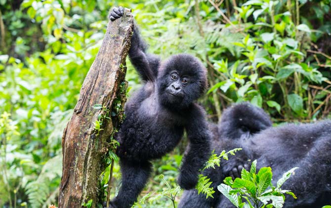 Tourist photo of baby mountain gorilla photo of a baby mountain gorilla from an adventure travel holiday tourist
