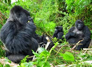 gorillas in the wild eating amongst their family members in Bwindi impenetrable forest