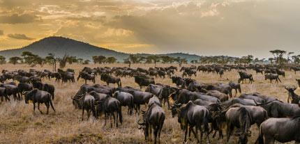 Tourists watch on as the wildebeest move on their travels through the Great Migration through Tanzania and Kenya - Epic surroundings and experiences for any solo traveller solo tourists in one of the most places to view wildlife on safari - Tanzania and Kenya as the great Migration of wildebeest travel through the savanagh at sunset, great adventure for any solo adventurer looking for the ultimate experience