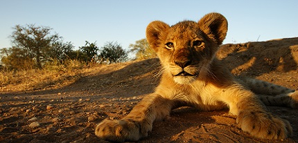 lion cub in South Africa last minute singles holidays