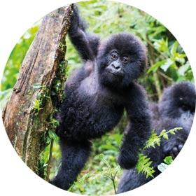 destination solo travel Gorilla Trek in Uganda