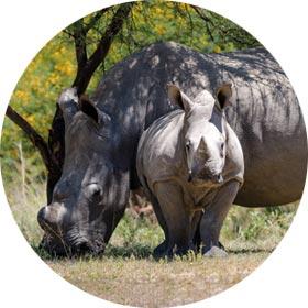 Walking with Rhinos in Zimbabwe destination solo adventure travel africa