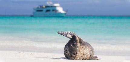 Solo travel to Galapagos Islands, Ecuador solo travel tours, solo travel tours for seniors, solo tours, singles tours, tours for singles