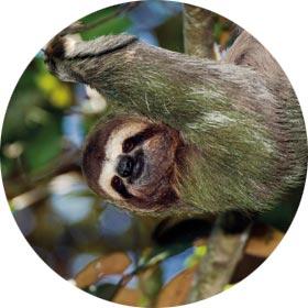 Wildlife such as Sloth's can be found Manuel Antonio National Park, Costa Rica - Solo tours animals, wildlife, exploring destinations single travellers - Manuel Antonio, Costa Rica
