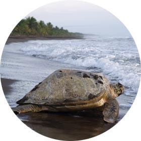 Sea turtles in Tortuguero National Park, Costa Rica - Single trips wildlife, animals, sea turtles, destination solo adventure tours - Tortuguero National Park, Costa Rica