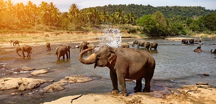 Solo travelling under 30s, Sri Lanka, Asia, elephants