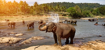 Solo holidays for under 30s, Sri Lanka, Asia, elephant sanctuary Solo travelling under 30s, Sri Lanka, Asia, elephants