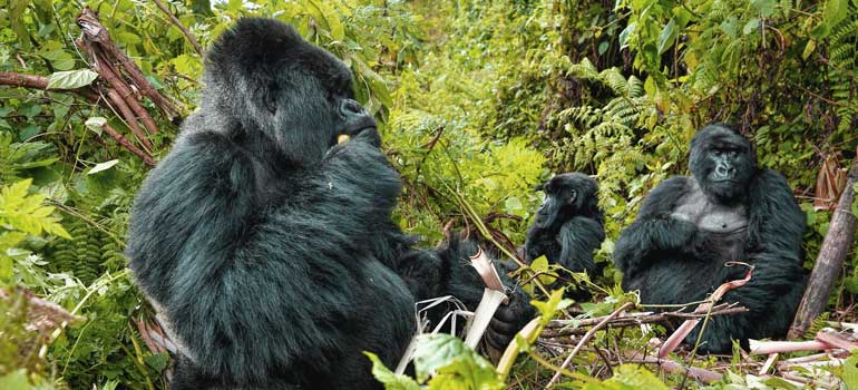 Gorillas in Uganda Where to go in January, best places to visit in January, January holiday