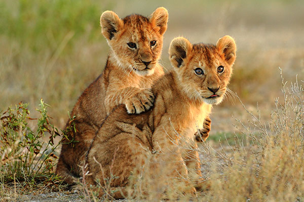 Lion cubs looking at camera tanzania, tanzania tours, tanzania holidays, tanzania travel,