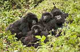 trekking with gorillas