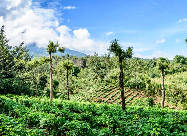 Vibrant green coffee farm near Antigua Guatemalan coffee farms are set amongst stunning hillsides