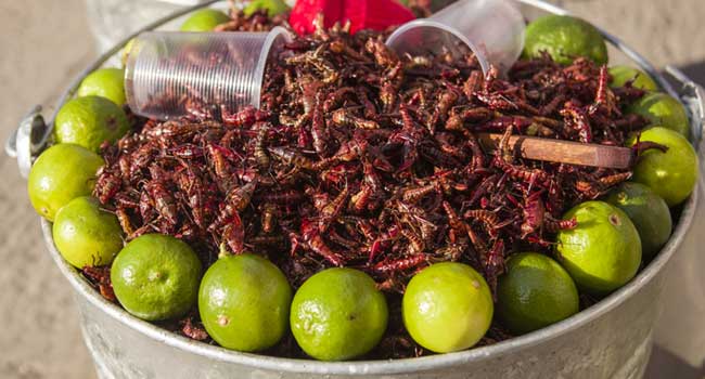 Fried grasshoppers one of the food experiences that are known to push boundries of tourist is attempting to eat the fried bugs and grasshoppers