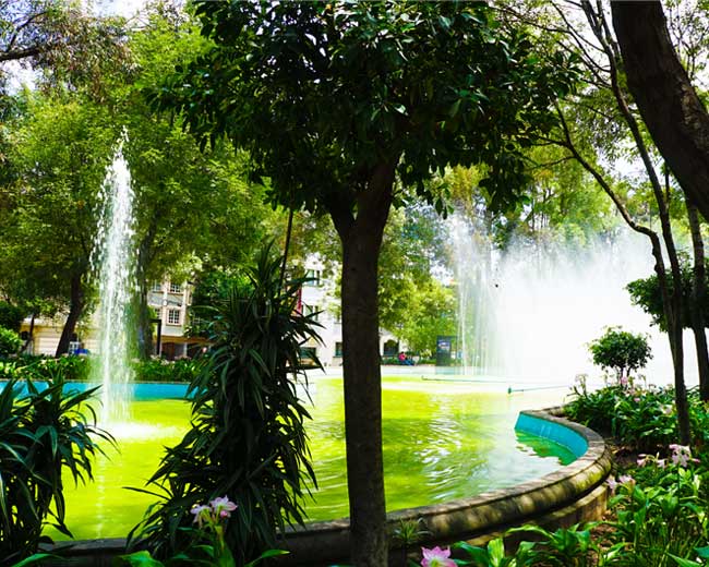 Park in La Condesa Find La Condesa on holiday and immerse yourself in the local neighbourhood culture and taste some great traditional mexican food