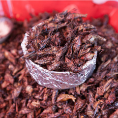 Fried grasshoppers - a local favourite in Oaxaca