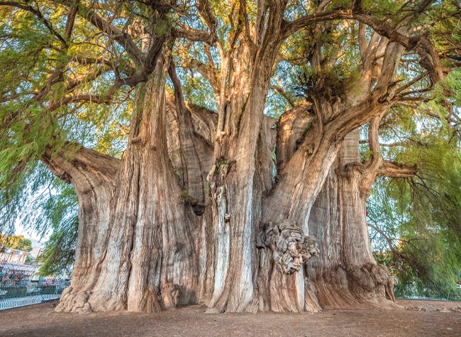 The Tule Tree Gaze at the world's thickest tree in Santa Maria del Tule