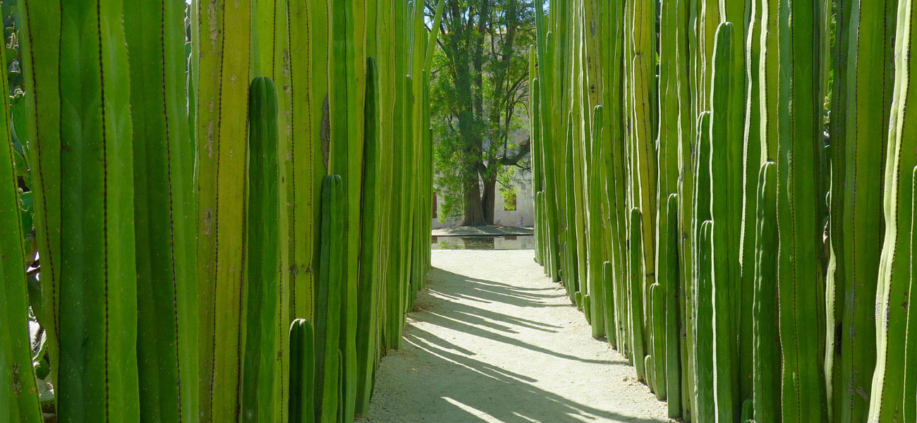 Oaxaca's botanical gardens Wander through the unique botanical gardens in Oaxaca