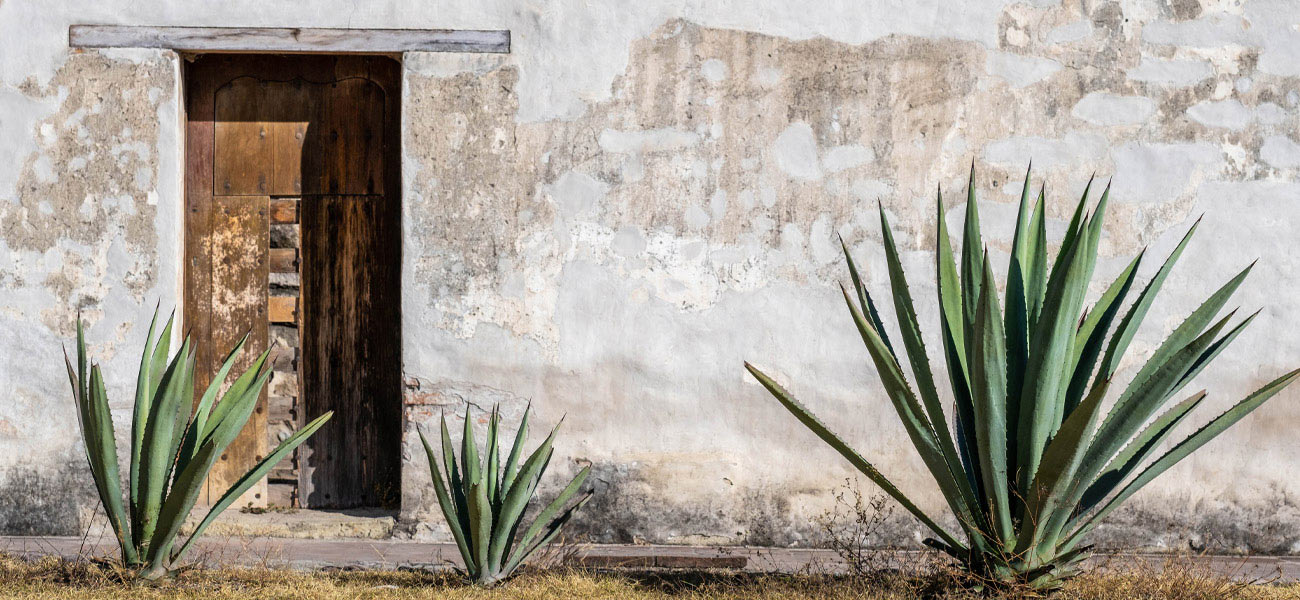 Agave plants by a rustic doorway Agave plants are key to the landscape in Oaxaca