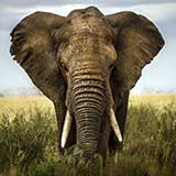 Africa Travel Region represented with the incredible wild African elephant.