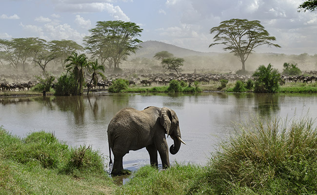 elephant by river in the serengeti national park in tanzania