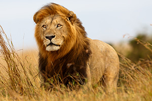 One of the big 5 - the lion