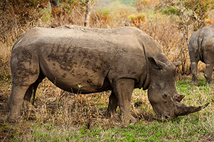 One of the big 5 - the black rhino