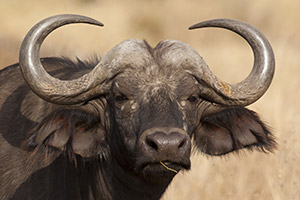 the cape buffalo