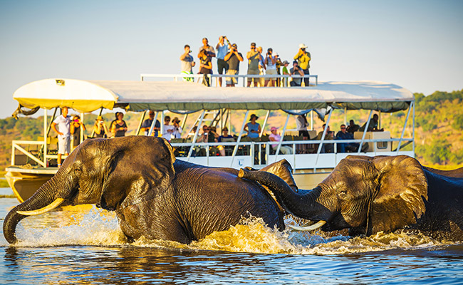 elephants taking a cooling bath in the chobe national park in botswana