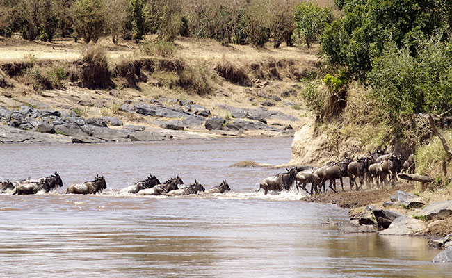 wildebeest crossing the masai mara river