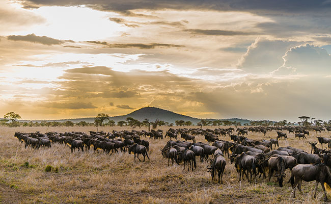 wildebeest migration in the serengeti national park