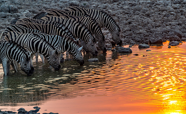 zebras drinking water in etosha national park in namibia