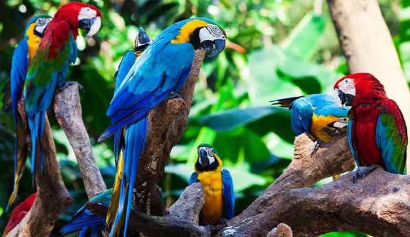 Parrots in the Amazon Jungle Parrots in the Amazon Jungle