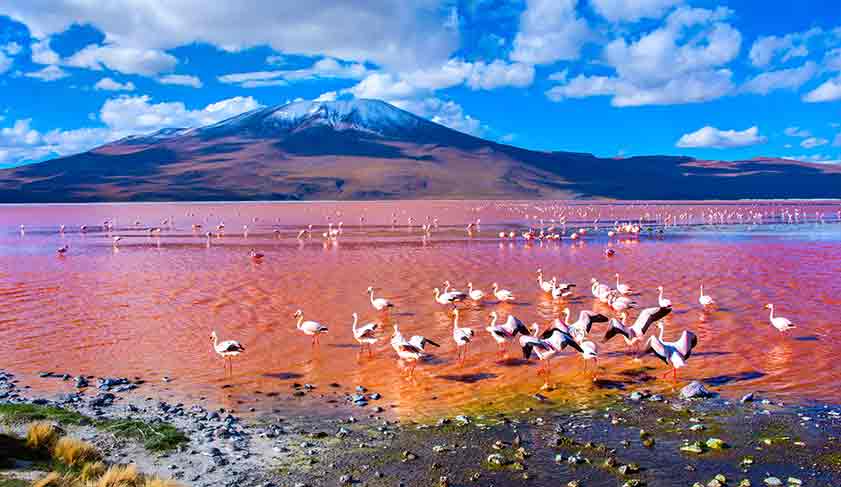 The stunning Laguna Colorada in Bolivia