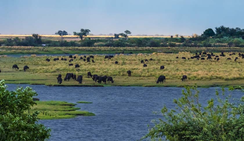 Herds of buffalo on the shores of the Chobe river, Chobe National Park, Botswana. Herds of buffalo on the shores of the Chobe river, Chobe National Park, Botswana.