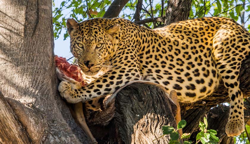 Leopard with killed antelope in tree. Moremi game reserve, Botswana. Leopard with killed antelope in tree. Moremi game reserve, Botswana.