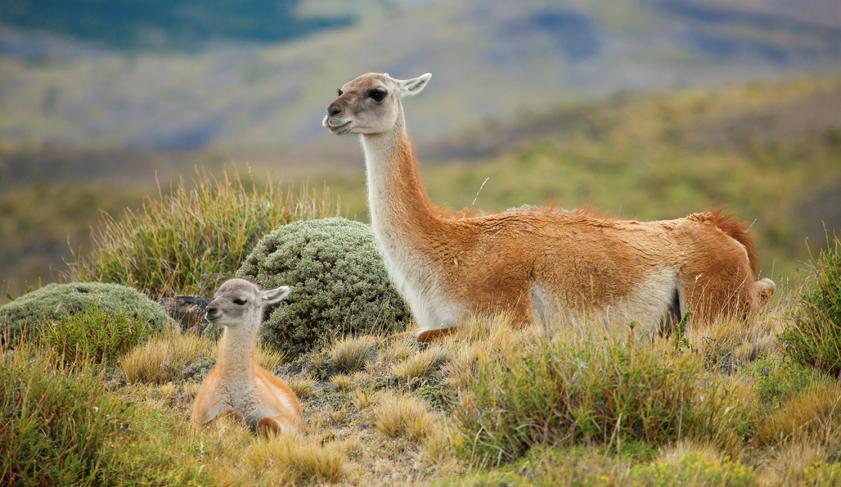 A guanaco and her chulengo in Torres del Paine National Park, Chile