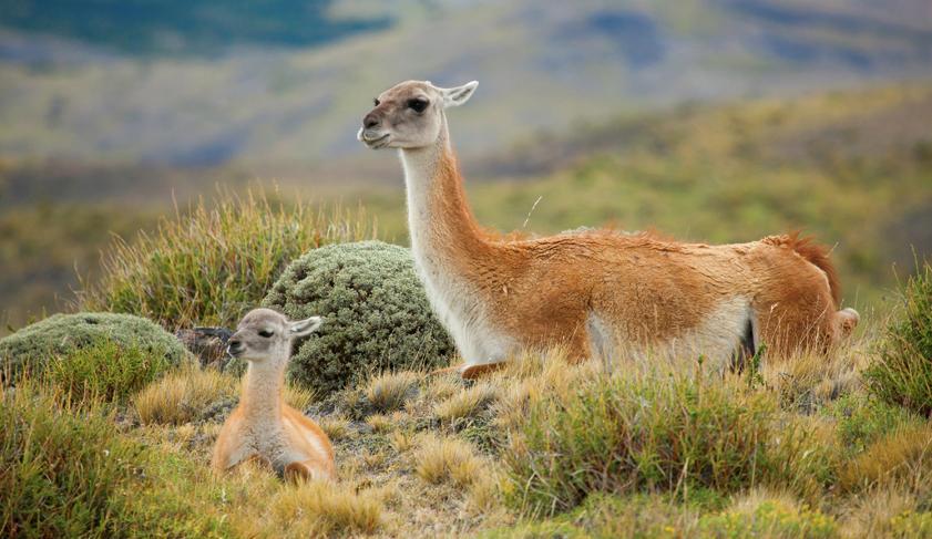 A guanaco and her chulengo in Torres del Paine National Park, Chile A guanaco and her chulengo in Torres del Paine National Park, Chile