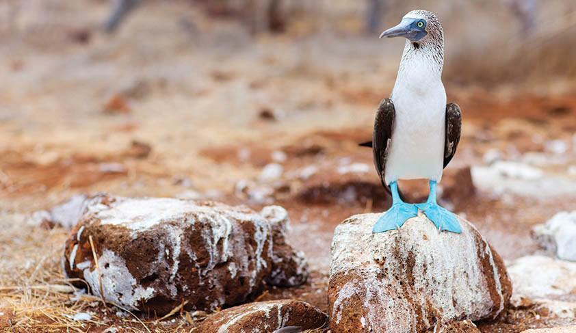 Blue-footed Booby, Galapagos Islands Blue-footed Booby, Galapagos Islands