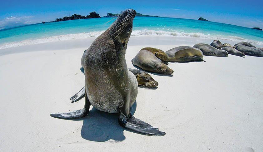 Seals, Galapagos Islands