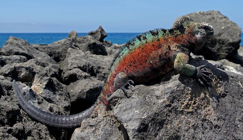 An iguana sunning itself in the Galapagos Islands, Ecuador