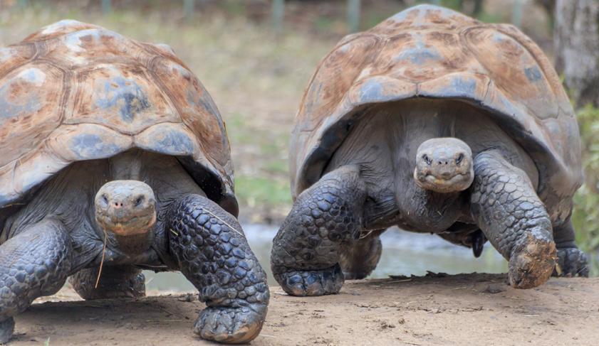 A couple of turtles out for a stroll in the Galapagos Islands, Ecuador A couple of turtles out for a stroll in the Galapagos Islands, Ecuador