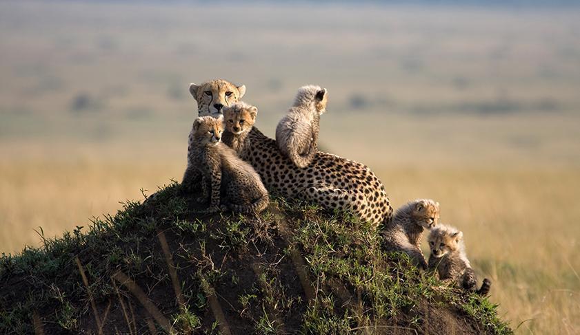 A cheetah and her cubs in the Masai Mara National Park, Kenya A cheetah and her cubs in the Masai Mara National Park, Kenya