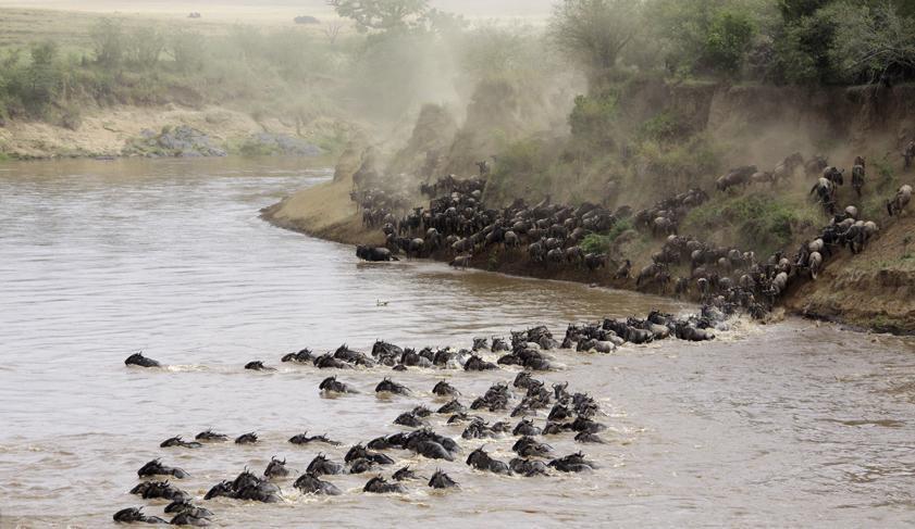 The wildebeest migration between the Masai Mara and Serengeti National Park The wildebeest migration between the Masai Mara and Serengeti National Park