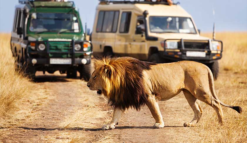 Lion-in-the-Masai-Mara-National-Park Lion-in-the-Masai-Mara-National-Park