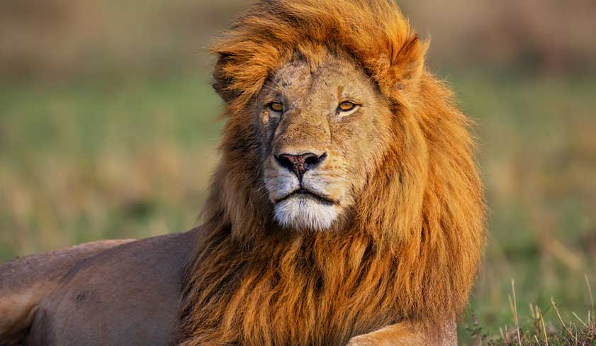 Male-Lion-in-the-Masai-Mara Male-Lion-in-the-Masai-Mara